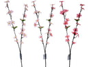 桜（染井吉野）