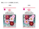 乙女のコスモス