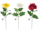 菊