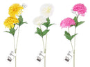 てまり菊